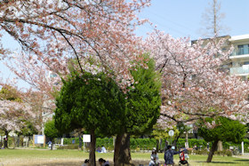 行徳駅前公園の桜
