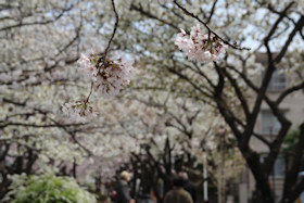 中江川緑道の桜