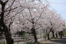 中江川沿いの桜