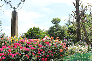行徳駅前公園のバラ園