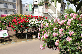 行徳駅前公園のバラ園