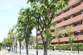 Tʂ